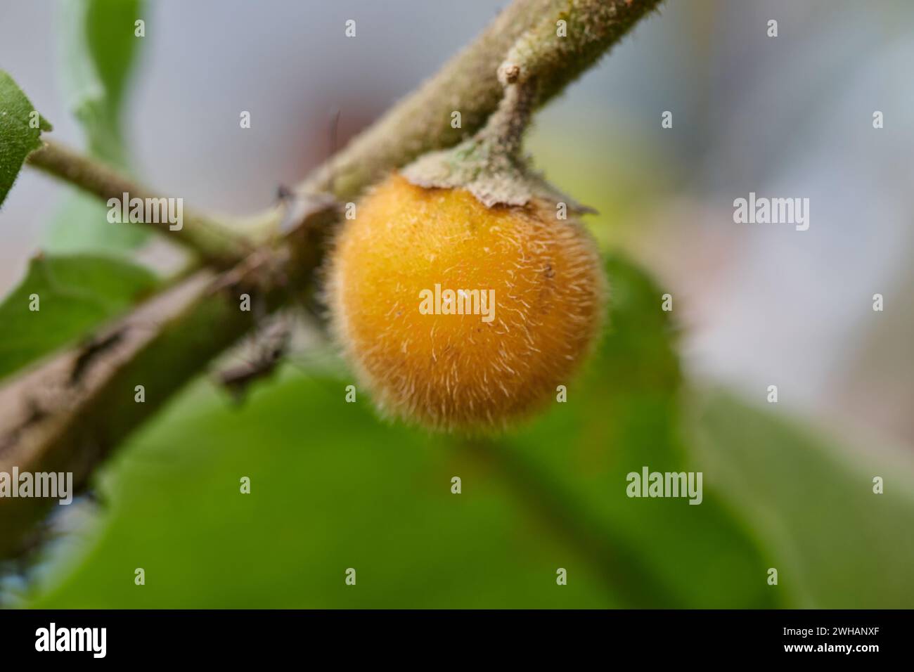 Hairy fruited eggplant hires stock photography and images Alamy