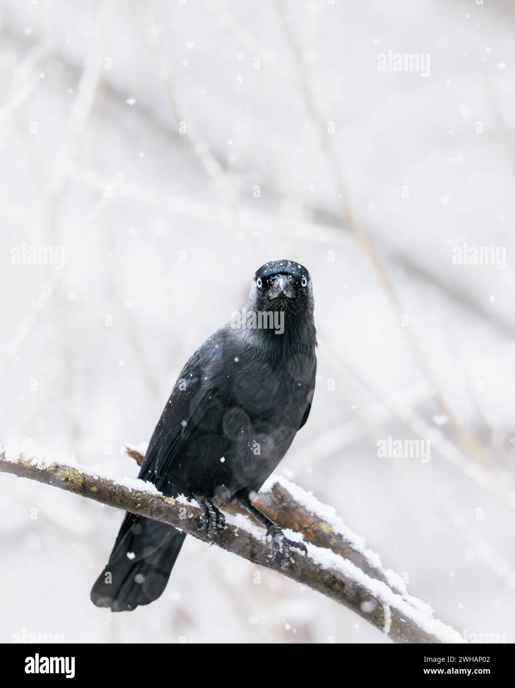 Jackdaw (Coloeus monedula) perched on tree branch with snowflakes snowing. UK Stock Photo