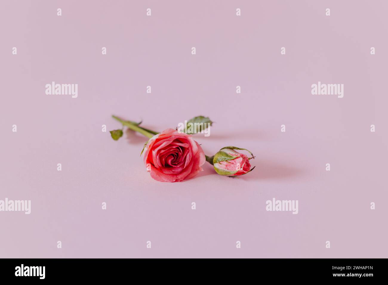 Beautiful pink rose flowers hi-res stock photography and images - Alamy