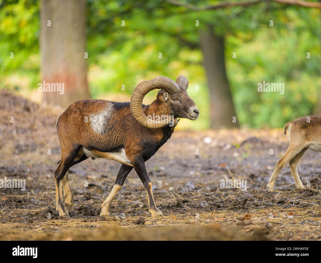 Portrait of a European mouflon in a park in autumn, Austria Ernstbrunn Austria Stock Photo