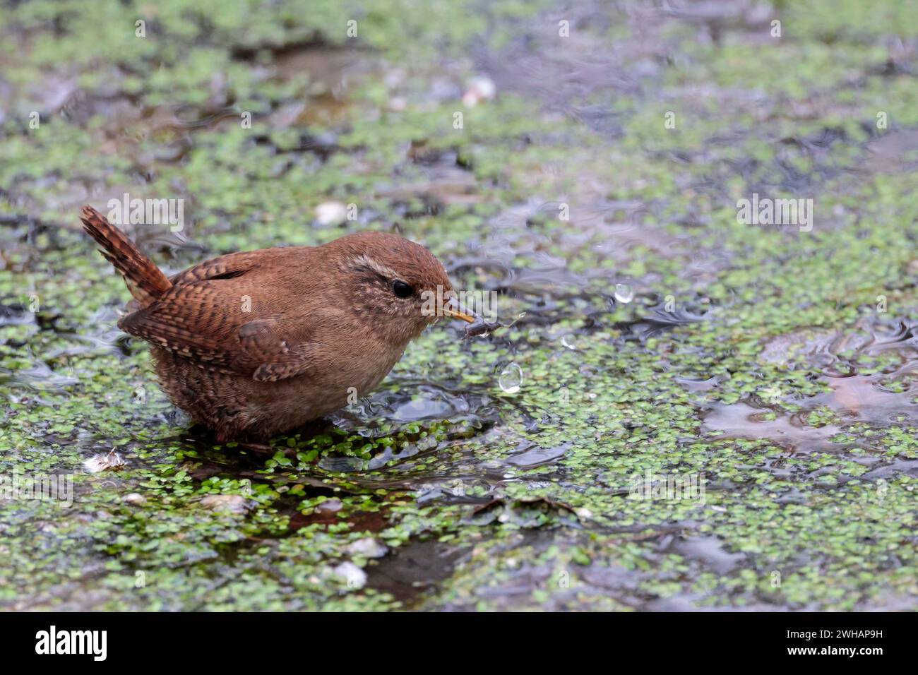 Wren troglodytes x2, walking on pond weed with prey small dumpy bird brown back and short cocked tail paler underside pale line over eye fine bill Stock Photo