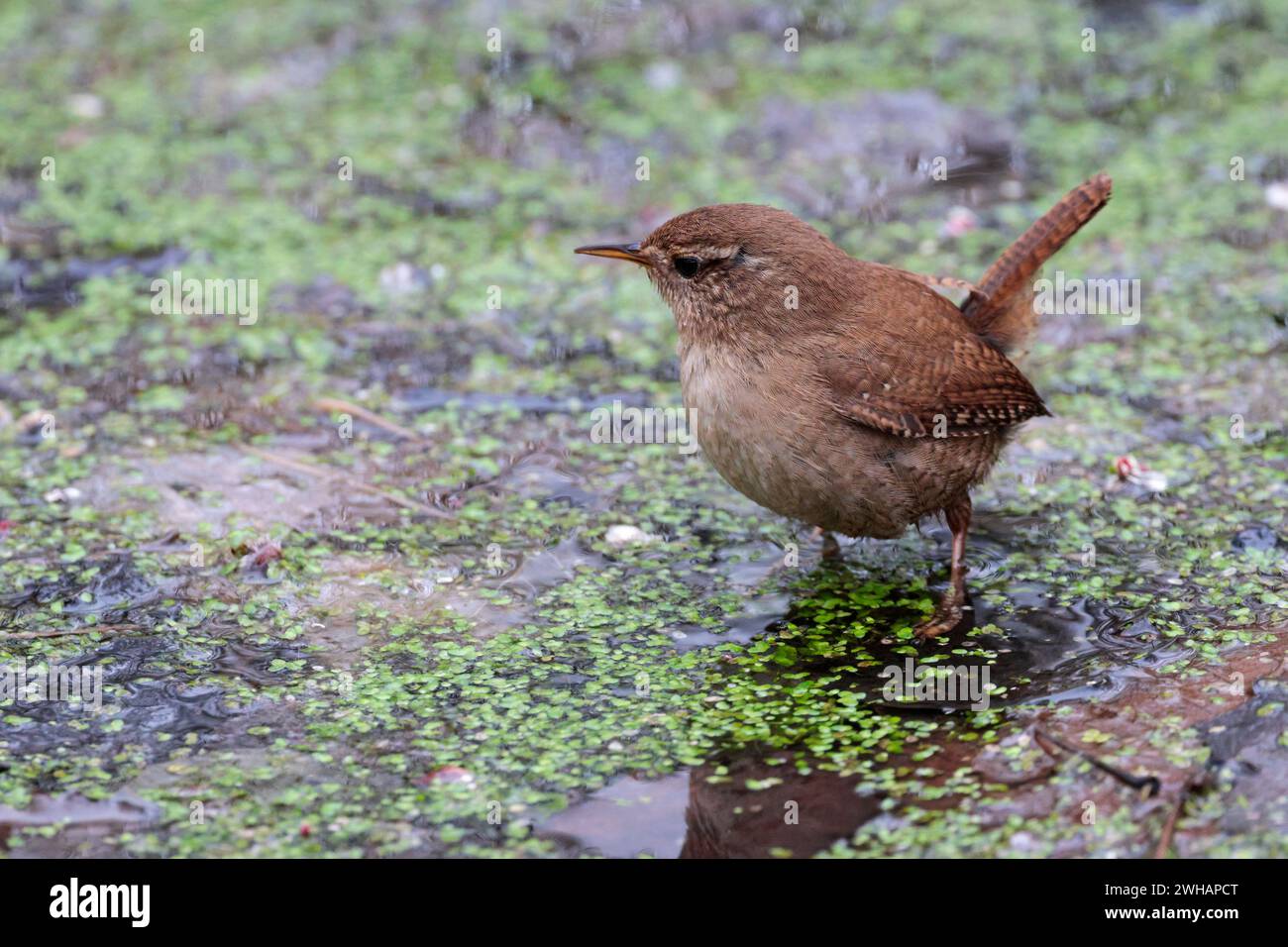 Wren troglodytes x2, walking on water pond weed hunting small dumpy bird brown back and short cocked tail paler underside pale line over eye fine bill Stock Photo