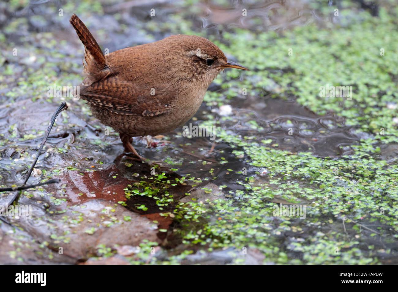 Wren troglodytes x2, walking on water pond weed hunting small dumpy bird brown back and short cocked tail paler underside pale line over eye fine bill Stock Photo