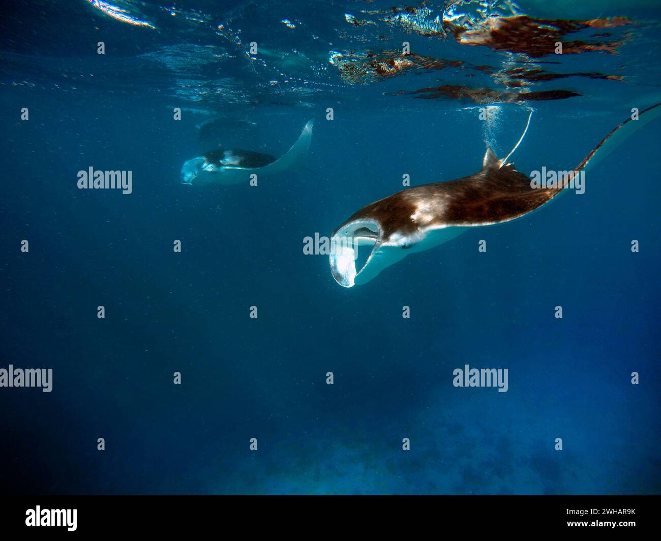 Swimming with reef manta rays gian manta ray birostris in Ari Atoll, Maldives. Stock Photo