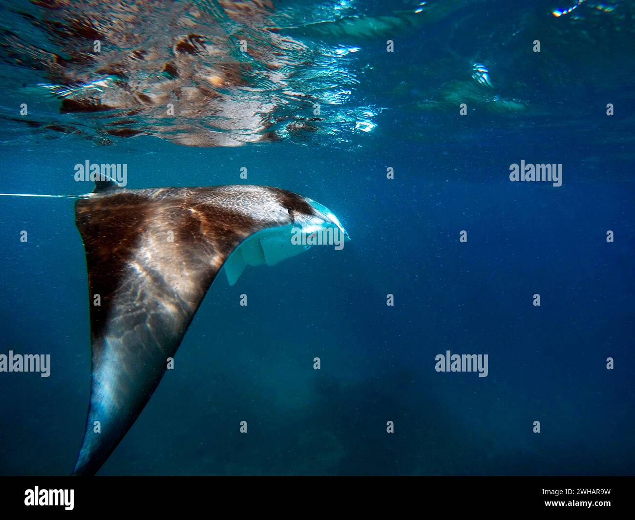 Swimming with reef manta rays gian manta ray birostris in Ari Atoll, Maldives. Stock Photo