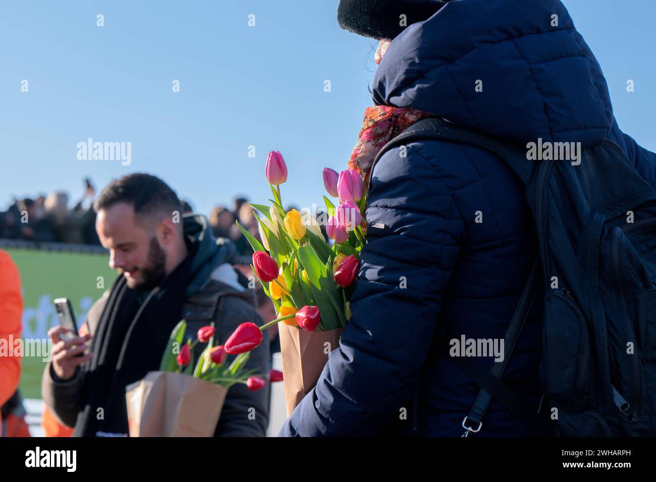 Picking Tulips At The National Tulip Day At Amsterdam The Netherlands