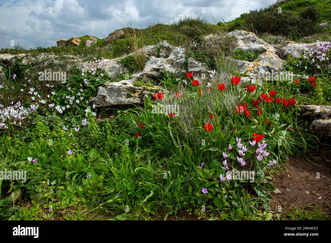 A cluster of Flowering Persian Violets (Cyclamen persicum). And wild tulips (Tulipa agenensis) Photographed in the Mediterranean Coastal plains, Israe Stock Photo