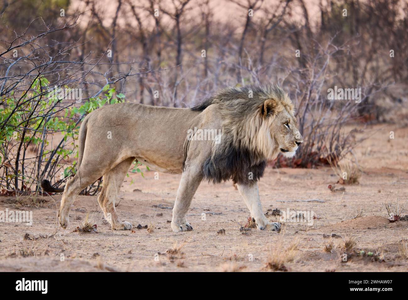 male lion (panthera leo) patroling its territory, Etosha National Park, Namibia, Africa Stock Photo