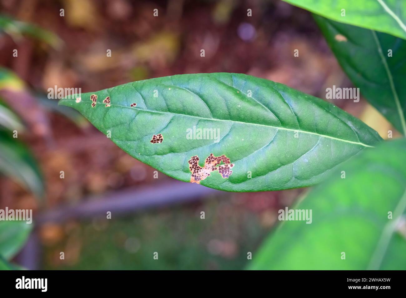 Avocado leaf damaged by a caterpillar Stock Photo