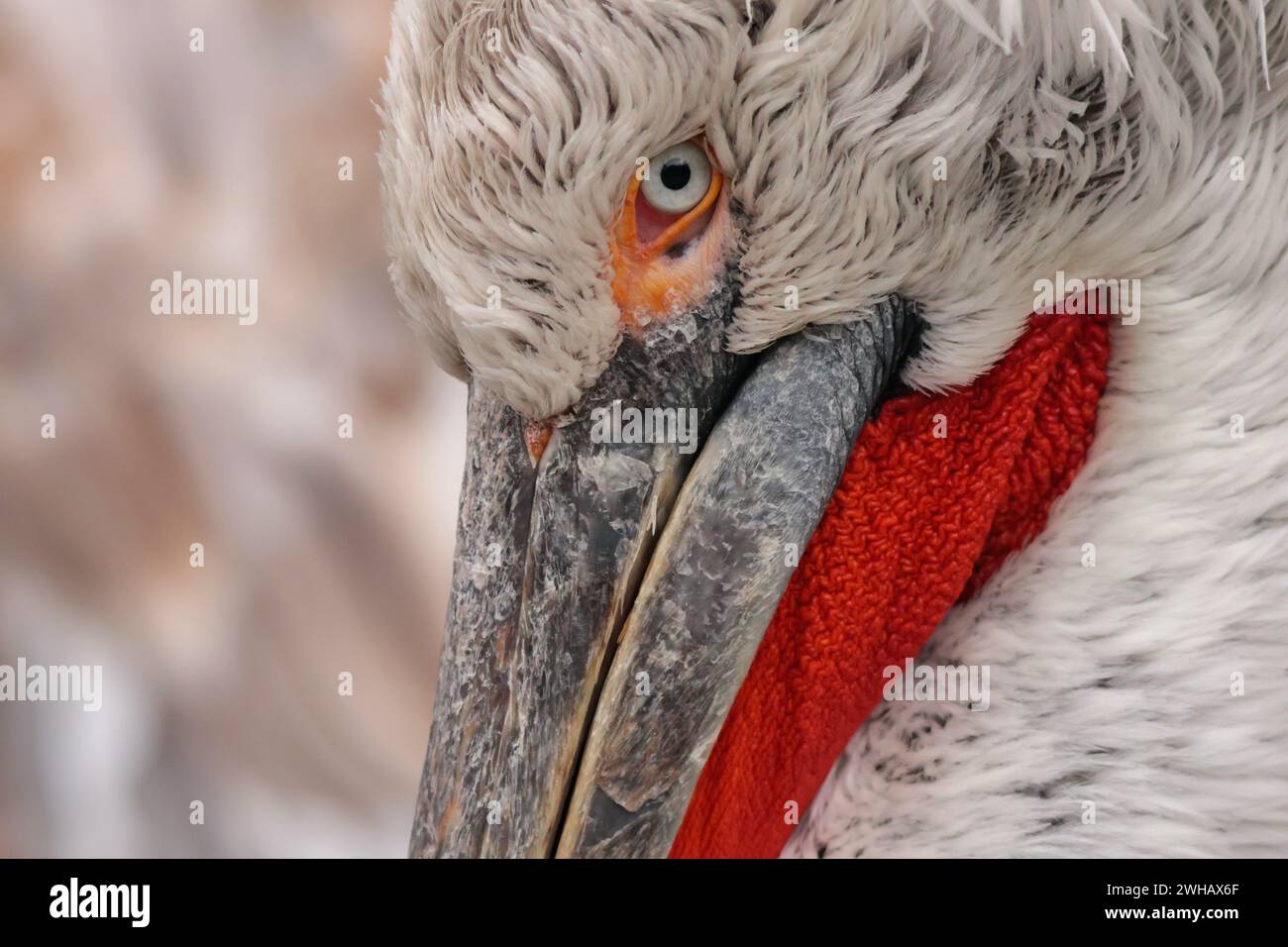 Very detailed head of a pelican. The high-contrast red skin bag under his long beak is beautifully highlighted and his icy eyes are impressive Stock Photo