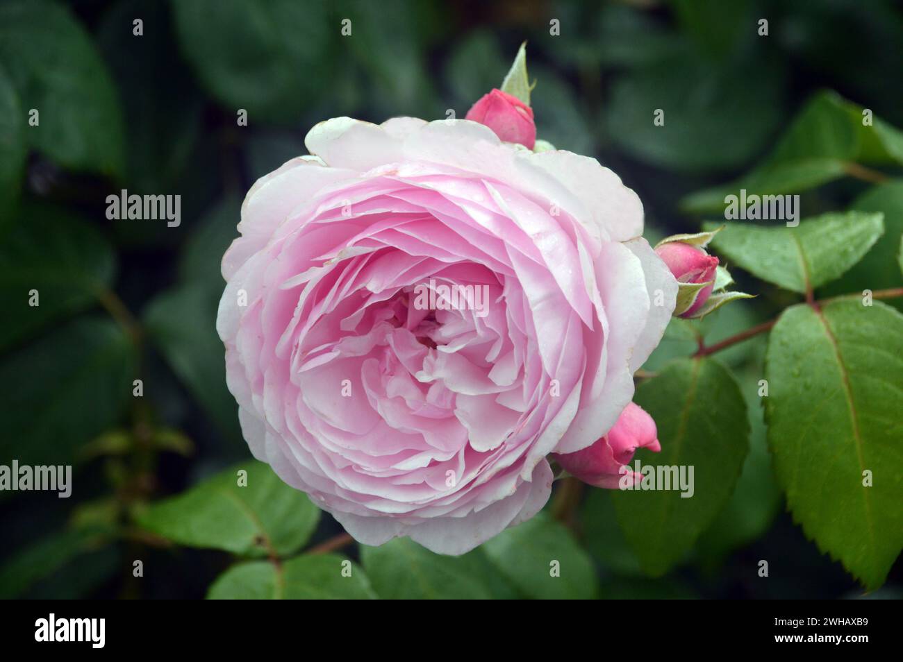 Single Pink Rosa 'Olivia Rose Austin' (English Shrub Rose) grown in the Borders at RHS Garden Harlow Carr, Harrogate, Yorkshire, England, UK. Stock Photo