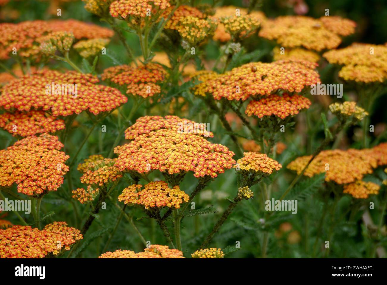 Orange Achillea 'Feuerland' (Yarrow) Flowers grown at RHS Garden Harlow Carr, Harrogate, Yorkshire, England, UK. Stock Photo