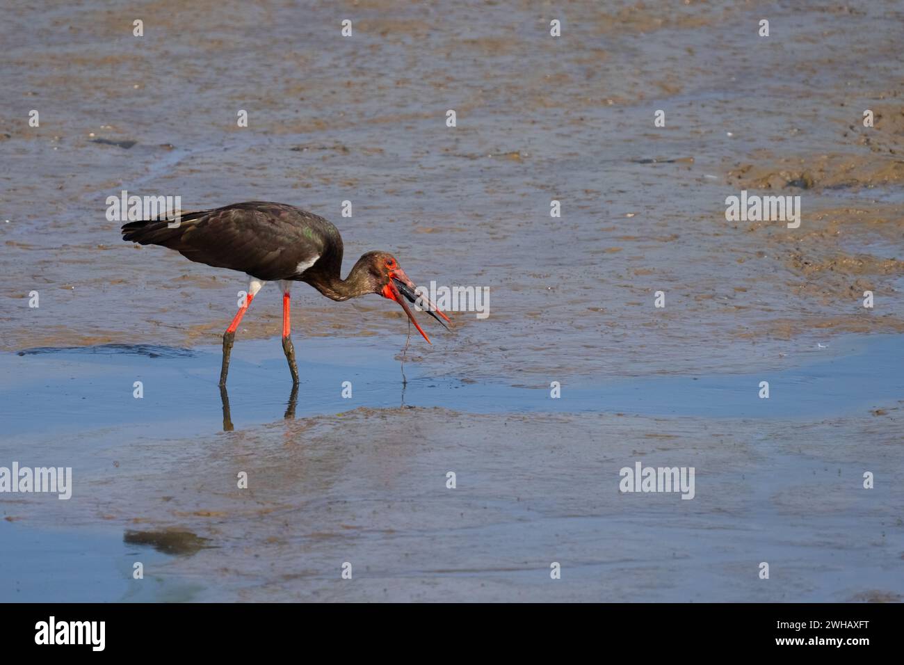 black stork (Ciconia nigra) swallowing a fish Photographed in Israel This wader inhabits wetland areas, feeding on fish, small animals and insects. A Stock Photo