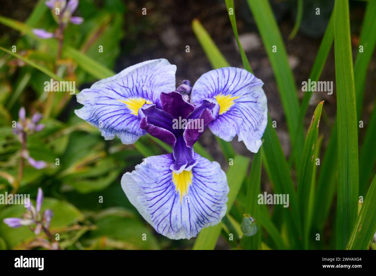 Single Blue/Yellow Veined Japanese Iris (Iris Ensata 'Butterflies in Flight') Flower grown at RHS Garden Harlow Carr, Harrogate, Yorkshire, England. Stock Photo