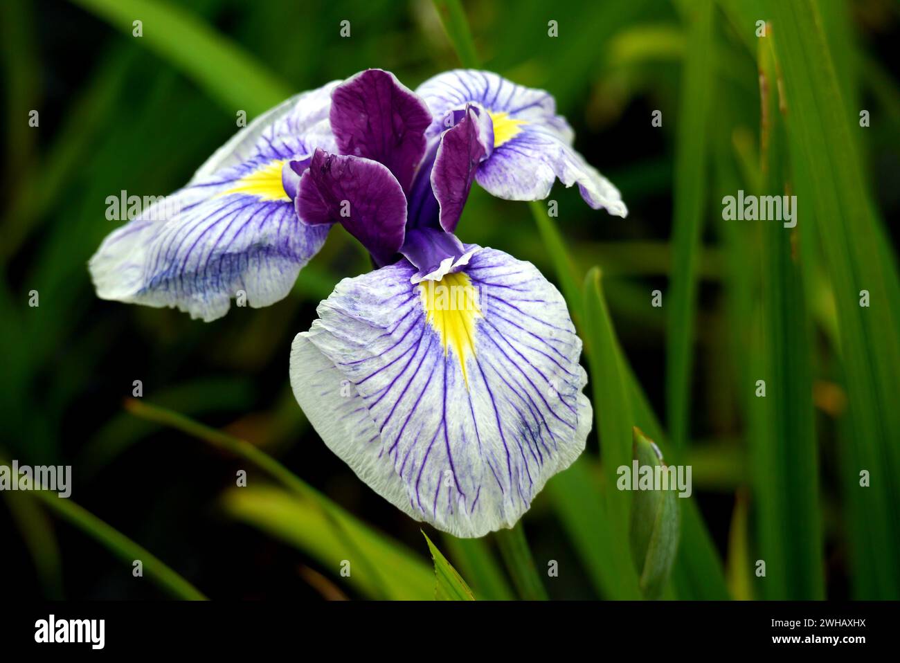 Single Blue/Yellow Veined Japanese Iris (Iris Ensata 'Butterflies in Flight') Flower grown at RHS Garden Harlow Carr, Harrogate, Yorkshire, England. Stock Photo