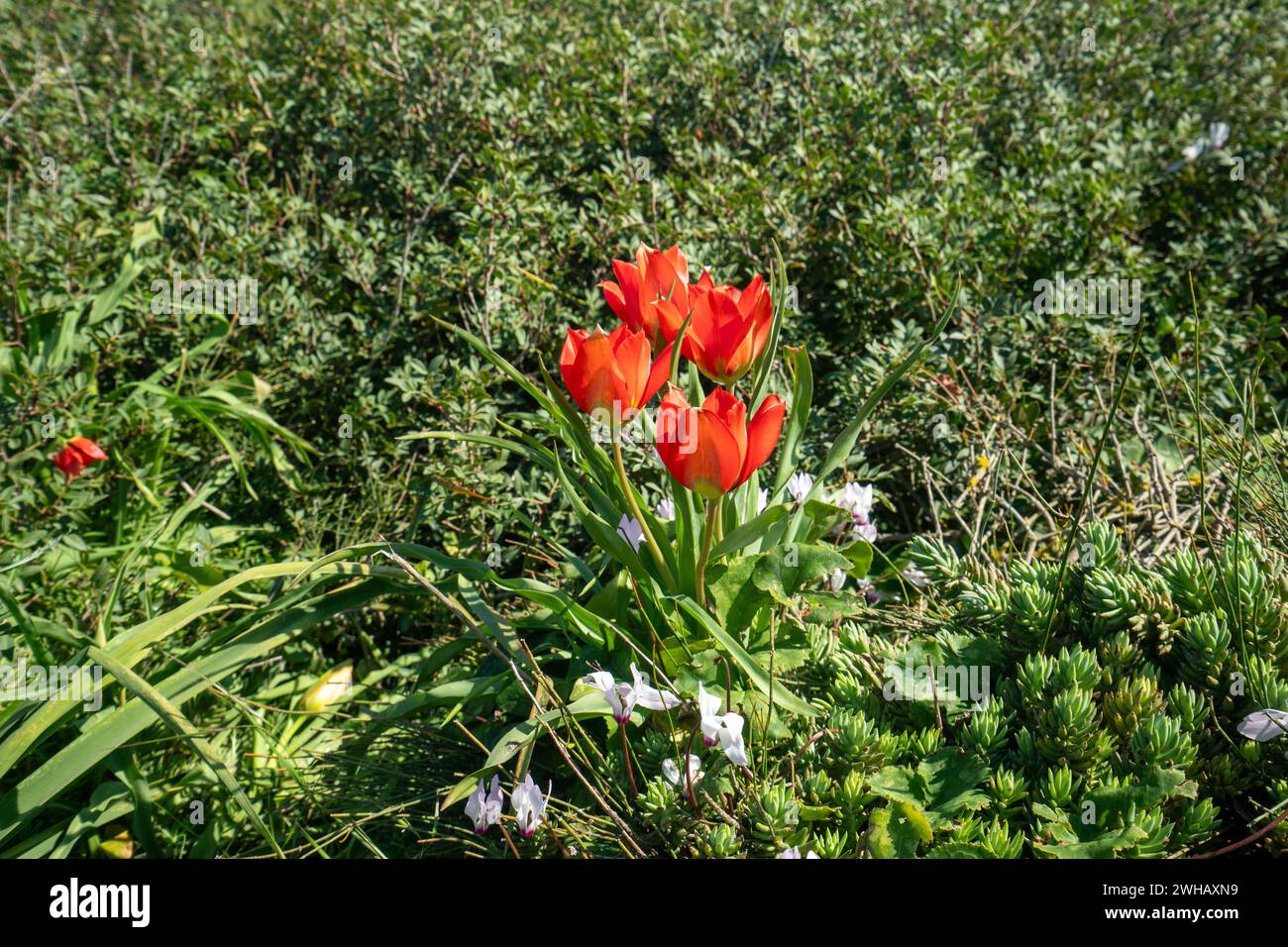Tulipa agenensis is a bulb-forming perennial. The flowers are brick red or deep red with black and yellow markings toward the center with a green stem Stock Photo