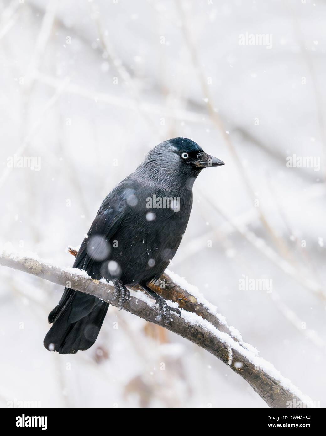 Jackdaw (Coloeus monedula) perched on tree branch with snowflakes snowing. Adel Dam Nature Reserve, West Yorkshire, UK Stock Photo
