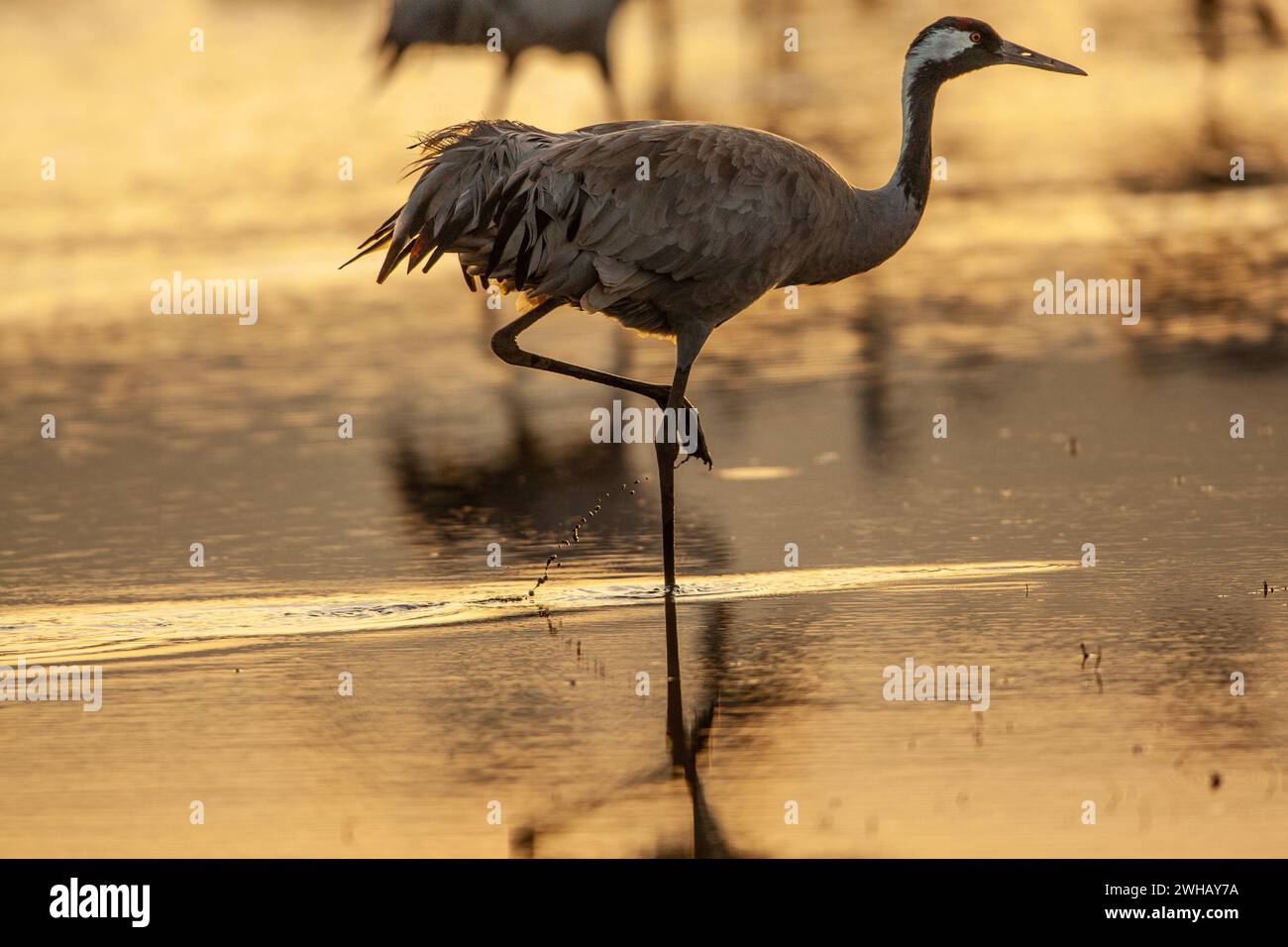 Common crane (Grus grus) Silhouetted in the shallow waters at dawn. Photographed in the Hula Valley, Israel, in February Stock Photo