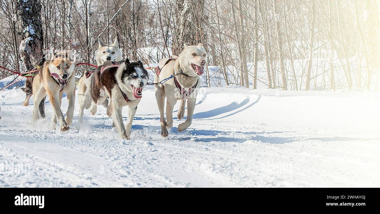 The Traditional Kamchatka Dog Sledge Race Elizovsky sprint Stock Photo ...