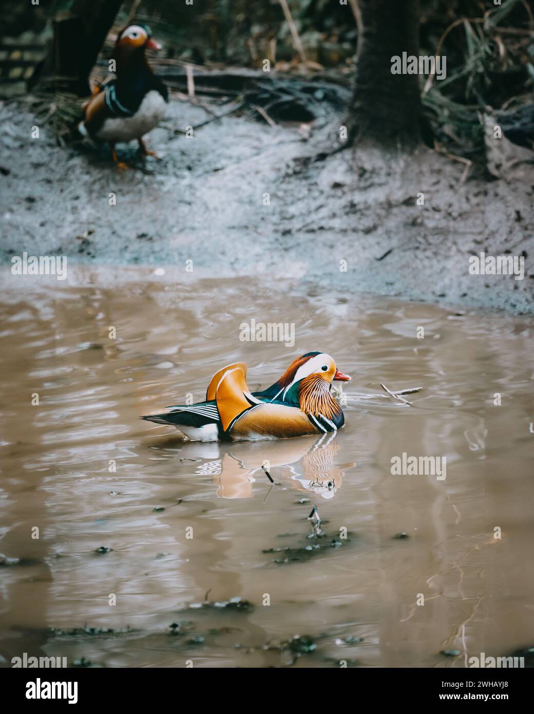 Mandarin Duck, Aix galericulata, a male or drake swimming in a pond at a nature reserve in West Yorkshire, UK. Stock Photo