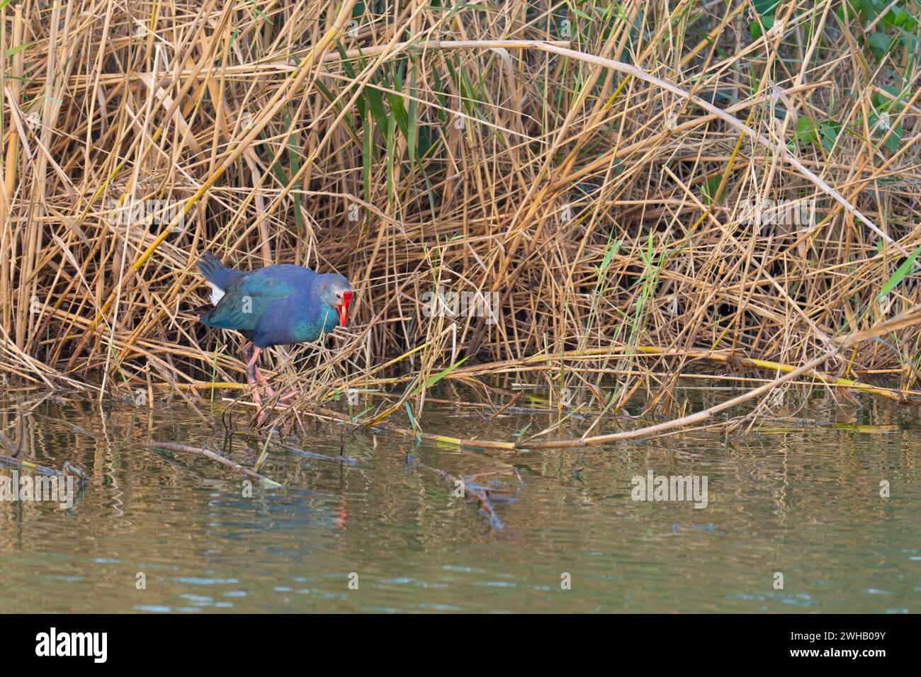 The grey-headed swamphen (Porphyrio poliocephalus) at the water edge ...