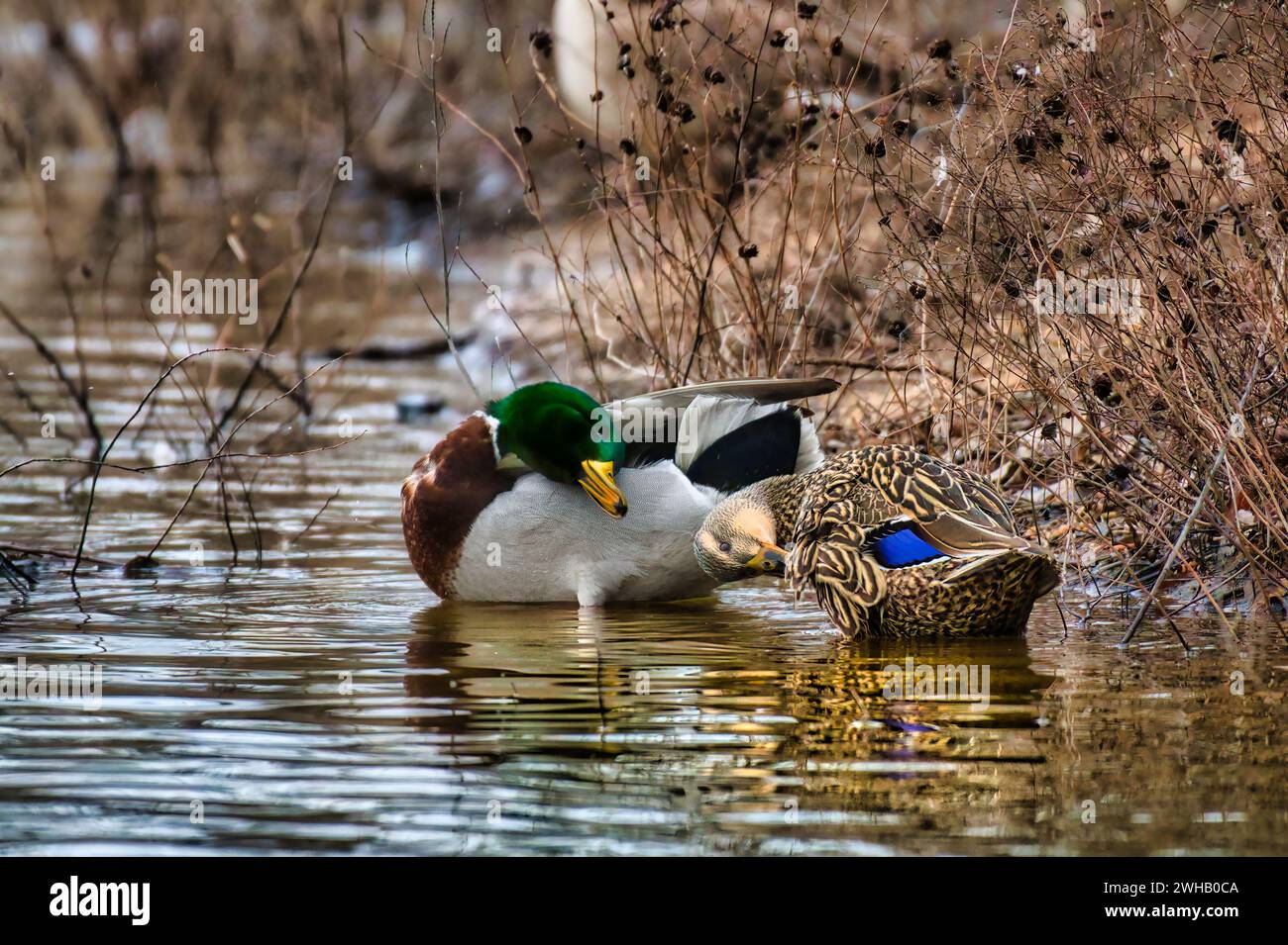 Ducks swimming and gazing into the reflective waters of a serene pond or marsh Stock Photo