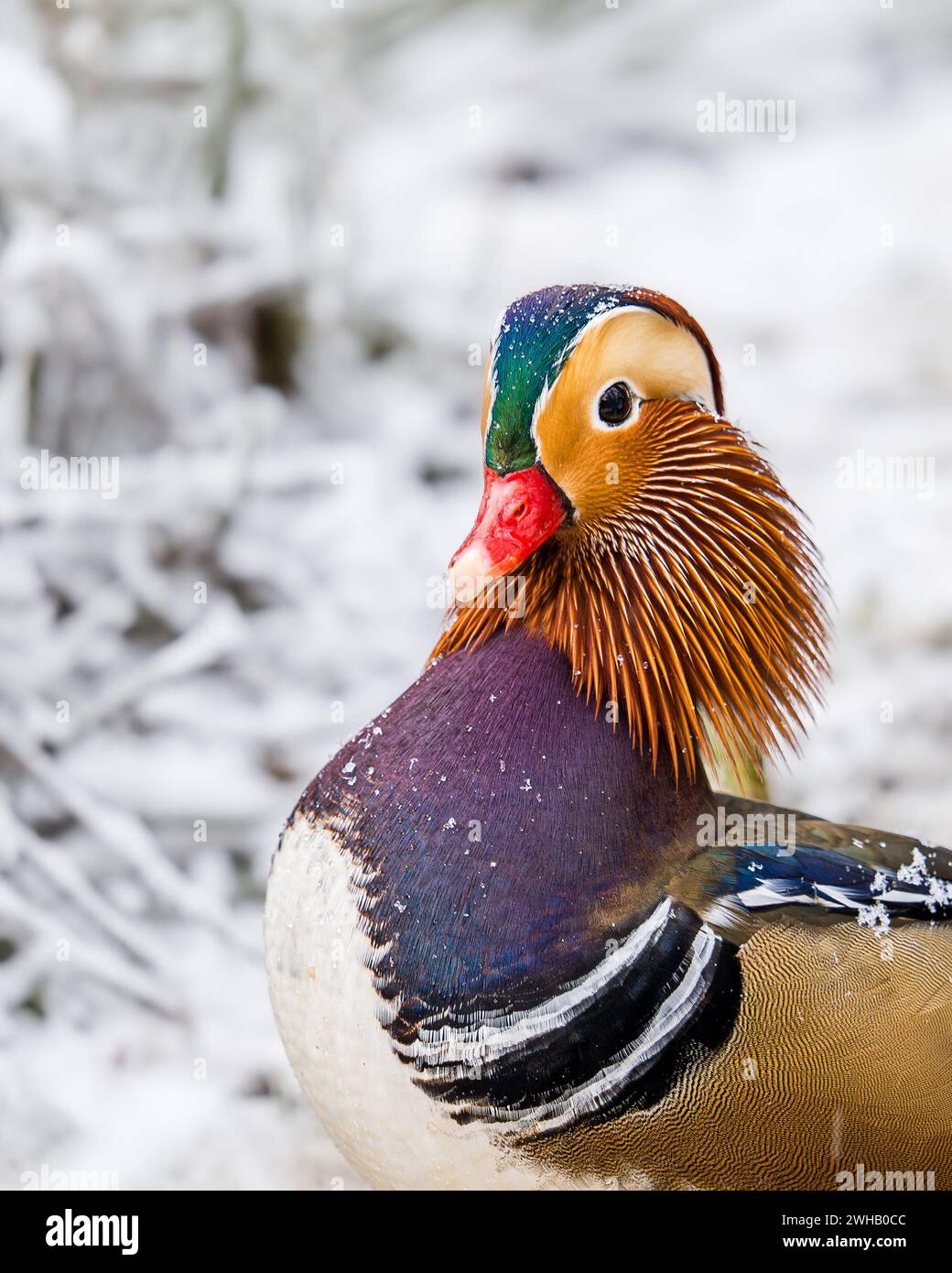 A colourful Mandarin duck (Aix galericulata) portrait in the snow with specks of ice and snowflakes on its colorful feathers and body. Stock Photo