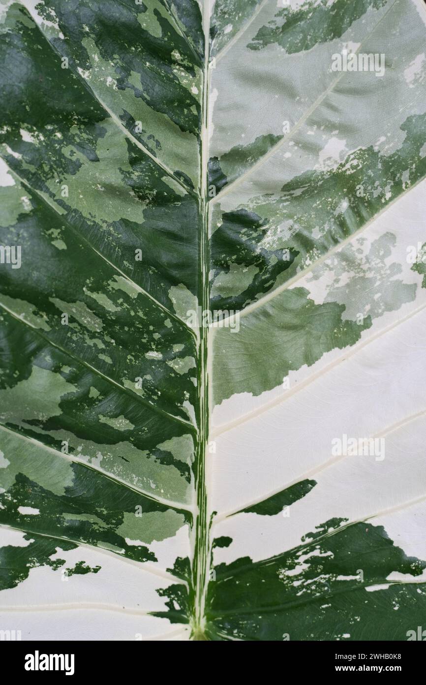 Variegated Taro variegated leaves of alocasia ( elephant ear, giant taro, giant ...