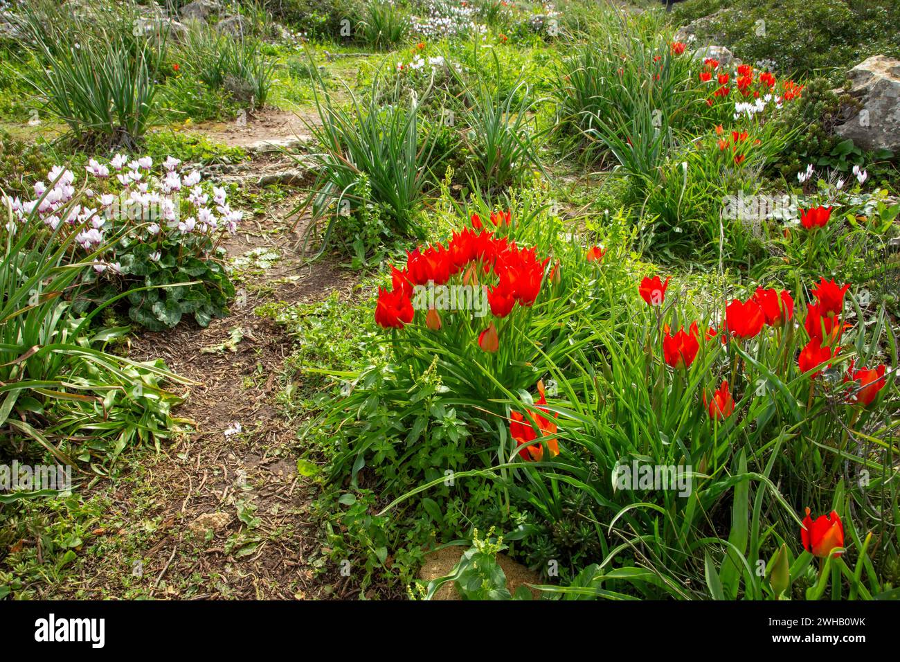 Tulipa agenensis is a bulb-forming perennial. The flowers are brick red or deep red with black and yellow markings toward the center with a green stem Stock Photo