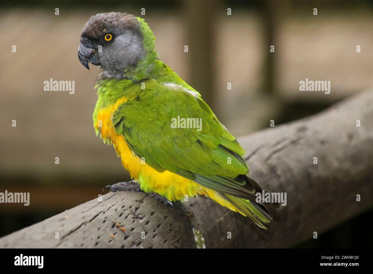 The Senegal parrot (Poicephalus senegalus) is a parrot which is a resident breeder across a wide range of west Africa. at Birds of eden, free flight b Stock Photo