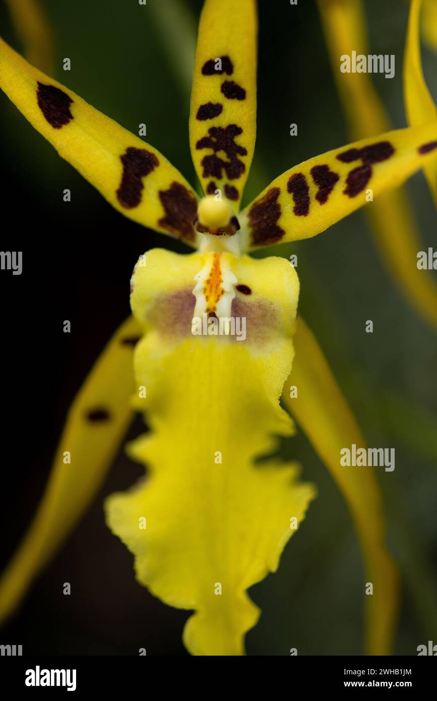 Exotica yellow orchid, Brassia sp. , for science books, educational books and decoration. Stock Photo