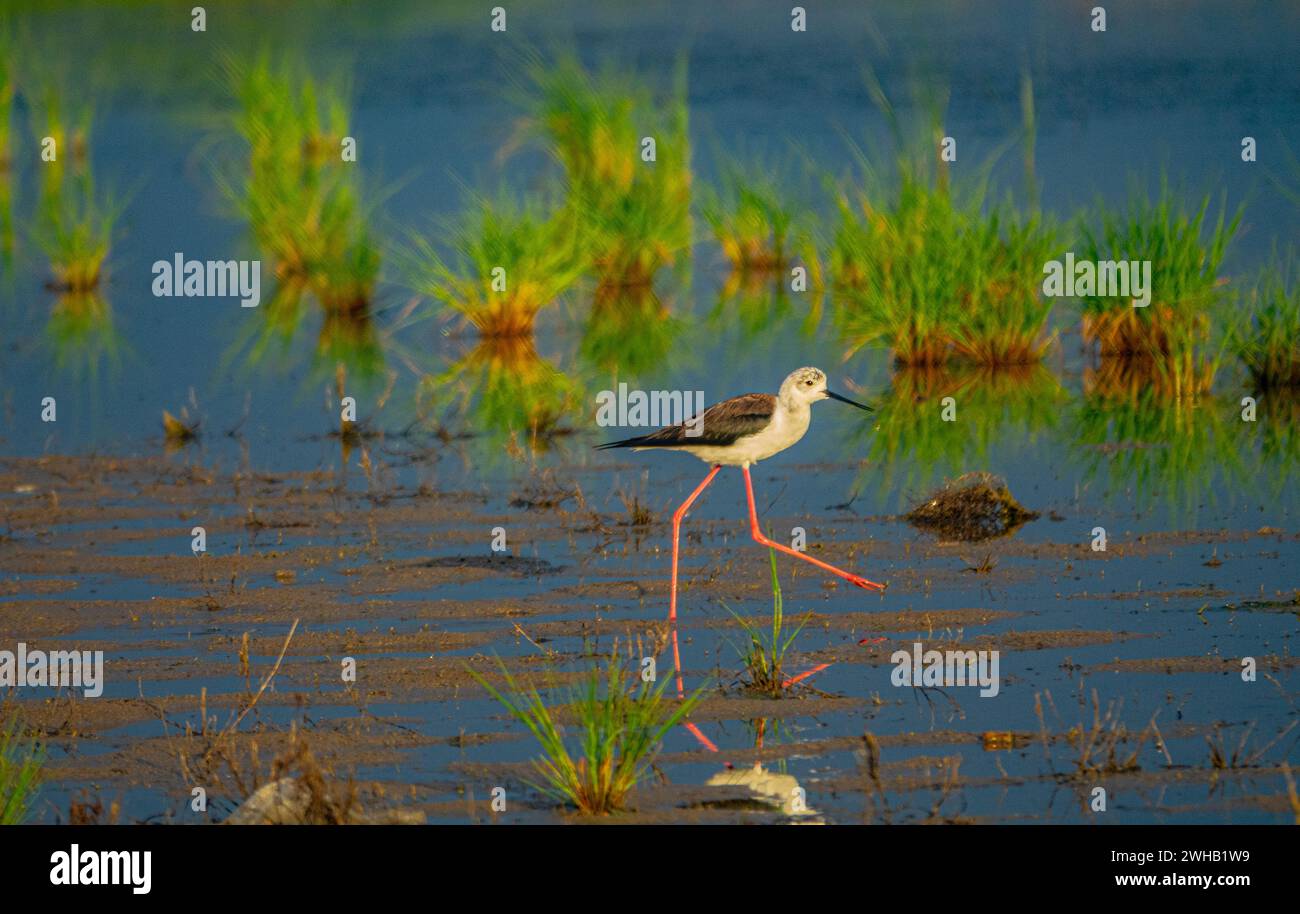 Black winged Stilt Himantopus Himantopus In Typical Habitat Shallow black-winged-stilt-himantopus-himantopus-in-typical-habitat-shallow