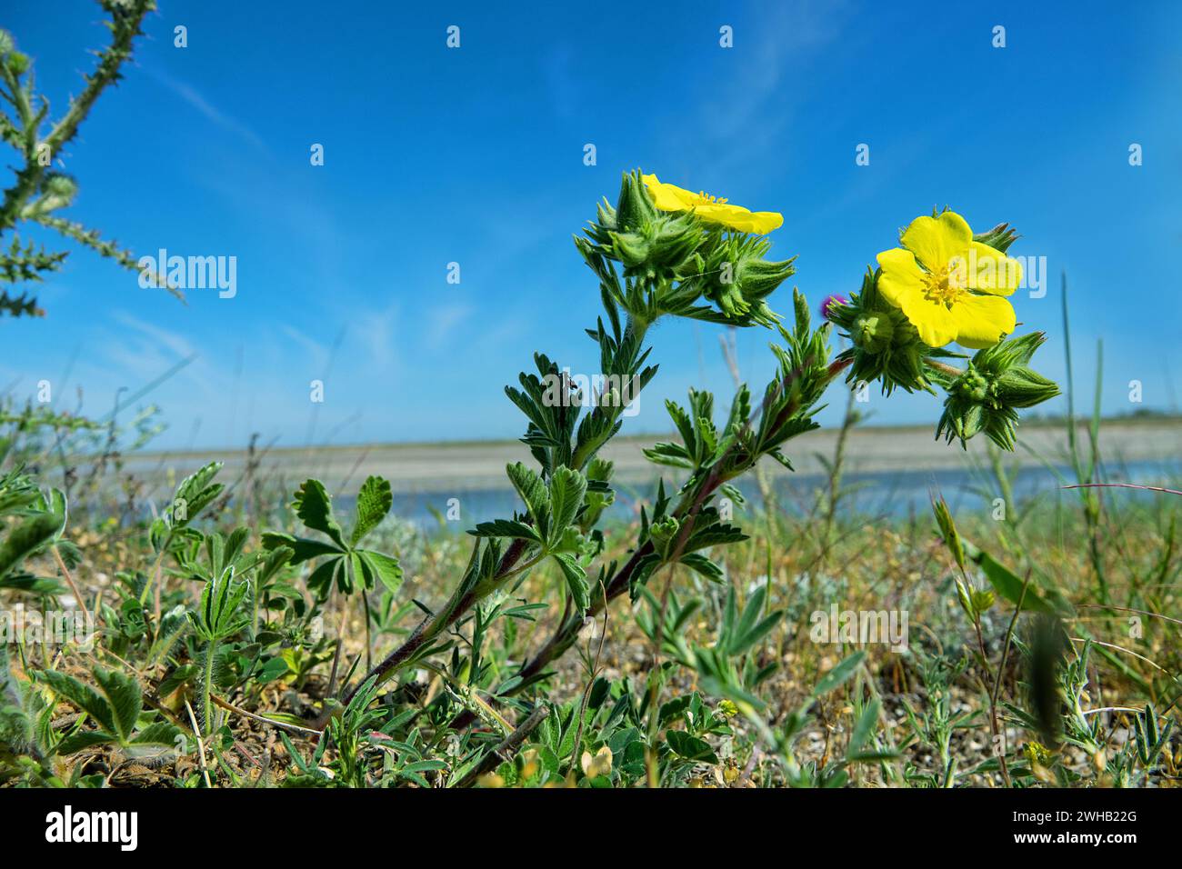 It's like the Prairieweed (Potentilla fruticosa) but the herbaceous form. Sea of Azov, Arabatskaya strelka. Saline grounds Stock Photo