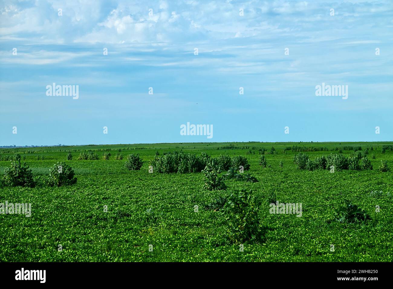 Field, new deposit with black henbane bushes, rapidly spreading weed with henbane bushes Stock Photo