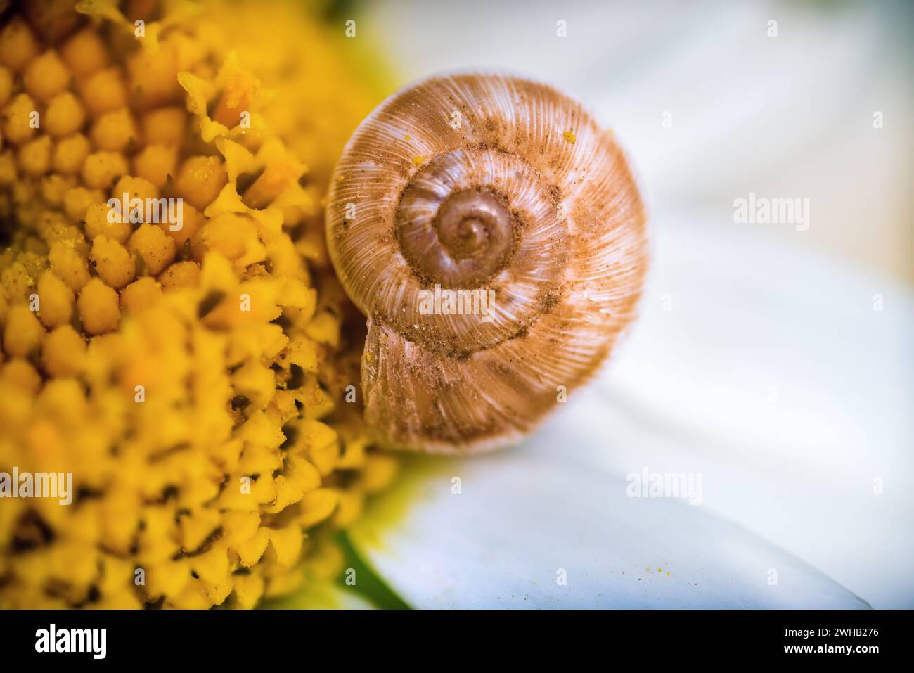 Logarithmic spiral of a snail pirn on a daisy Stock Photo