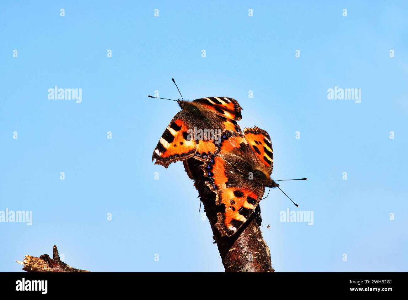 Two Lesser tortoiseshell (Vanessa urticae) arranged mating dance at the birch syrup feeding site Stock Photo
