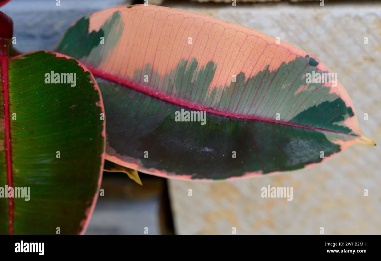 A variegated cultivar of the Ficus elastica (rubber tree) var. Tineke Stock Photo