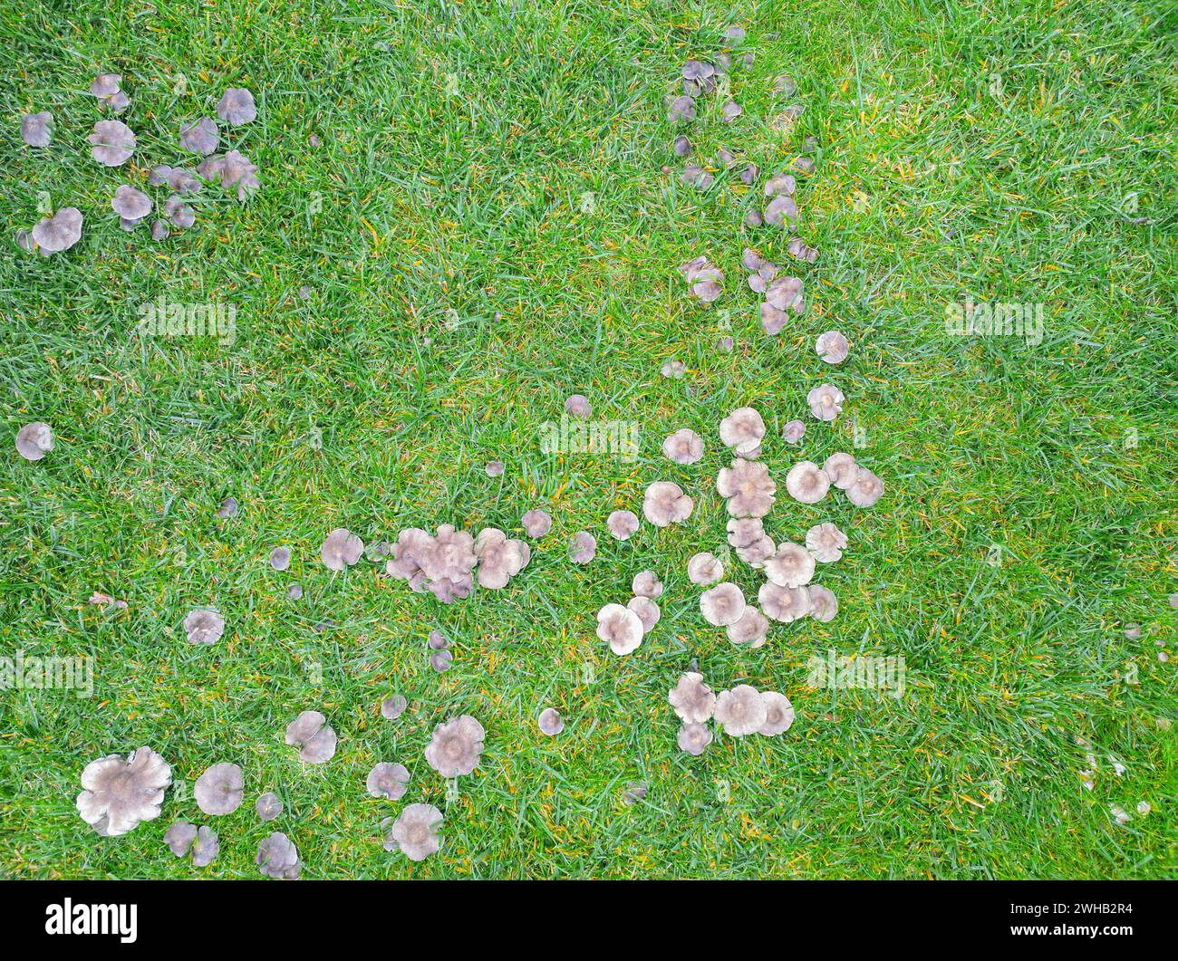 Fungal disease on a grass, bad lawn. Mushroom group in green grass Stock Photo Alamy