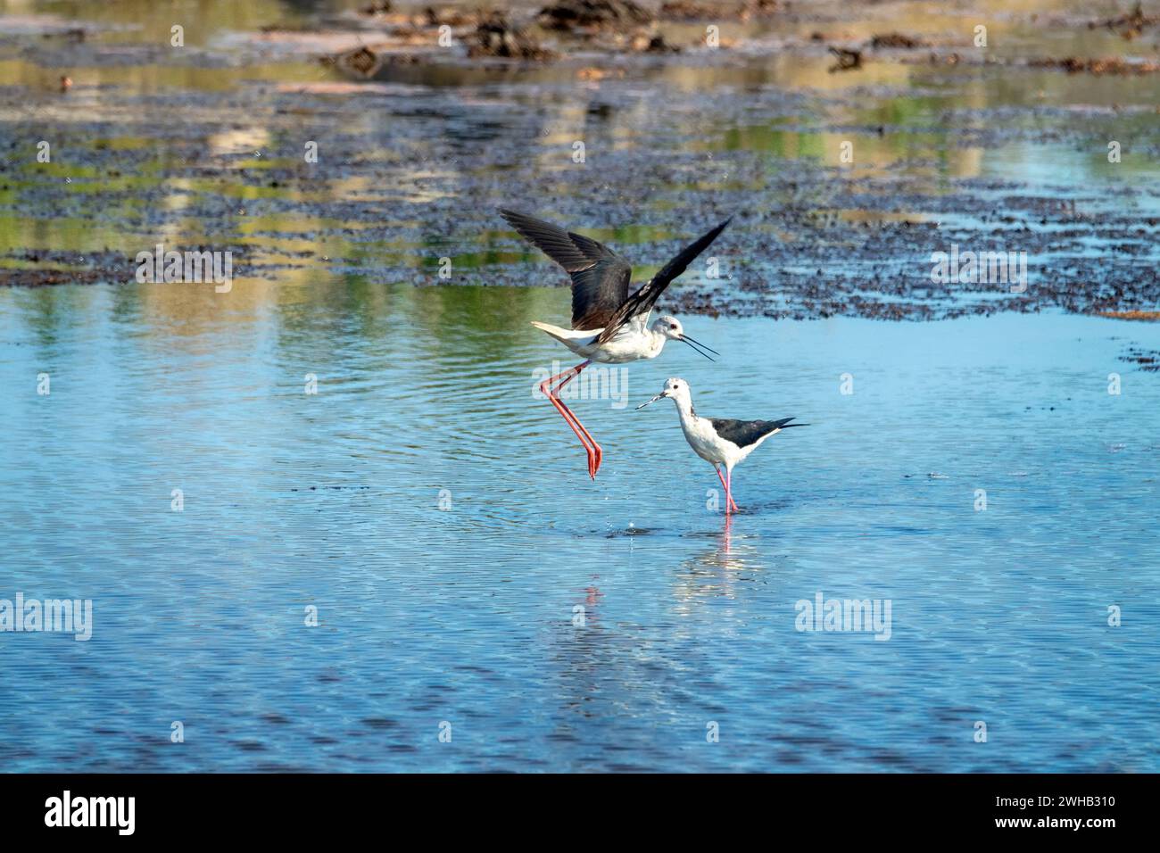 Black-winged stilts (Himantopus himantopus) as inhabitants of heavily polluted water bodies (sewage fields, waste landfill deposit) within human settl Stock Photo