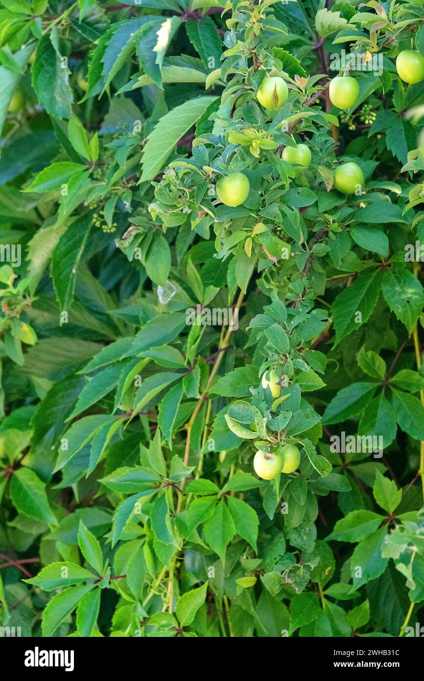 Alycha (cherry plum, myrobalan plum, Prunus divaricata) with green unripe fruits is entwined with wild grapes (Virginia creeper). Crimea Stock Photo