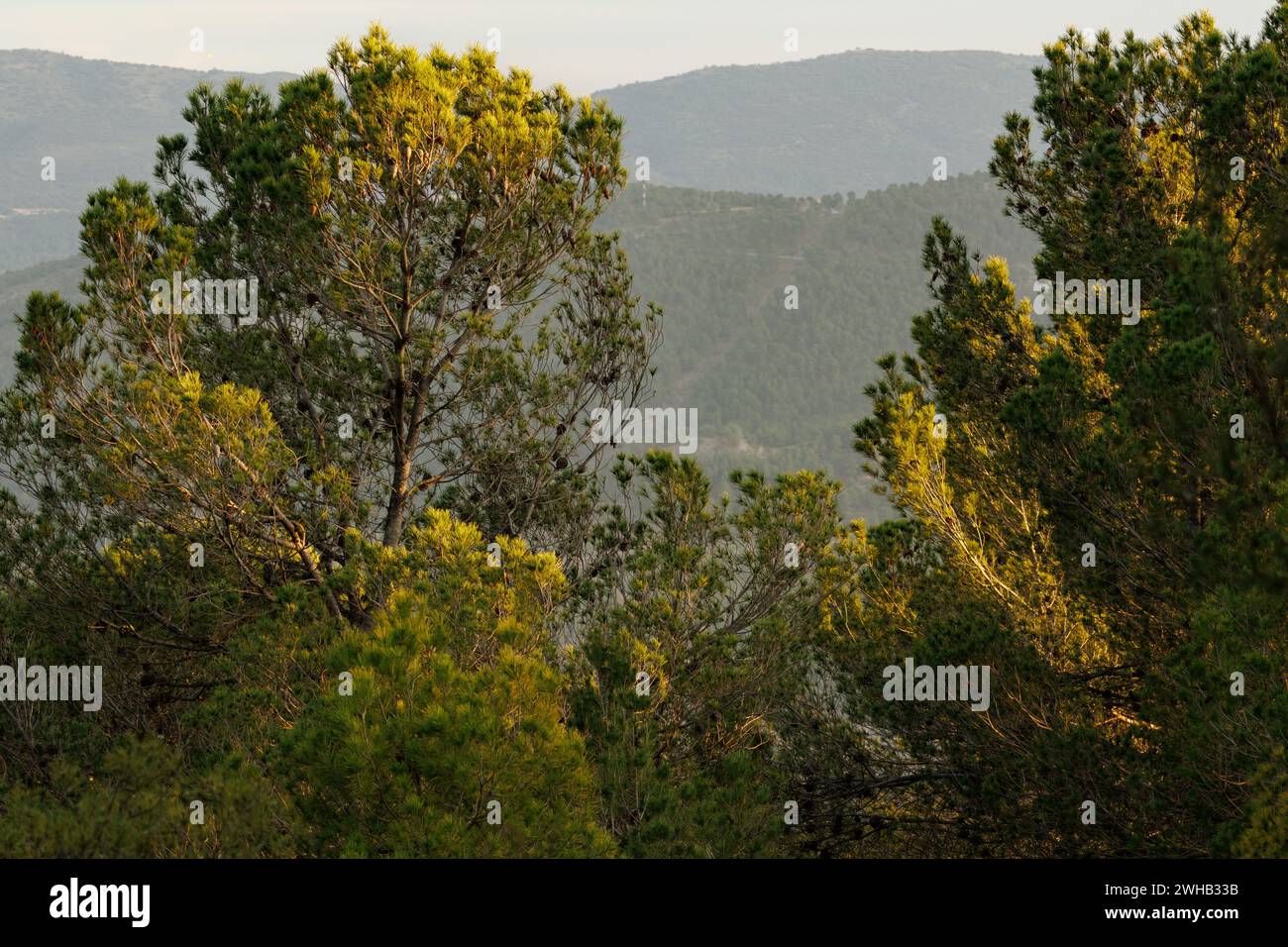 Landscape and evening light over pine trees in the forest, Alcoi, Spain Stock Photo