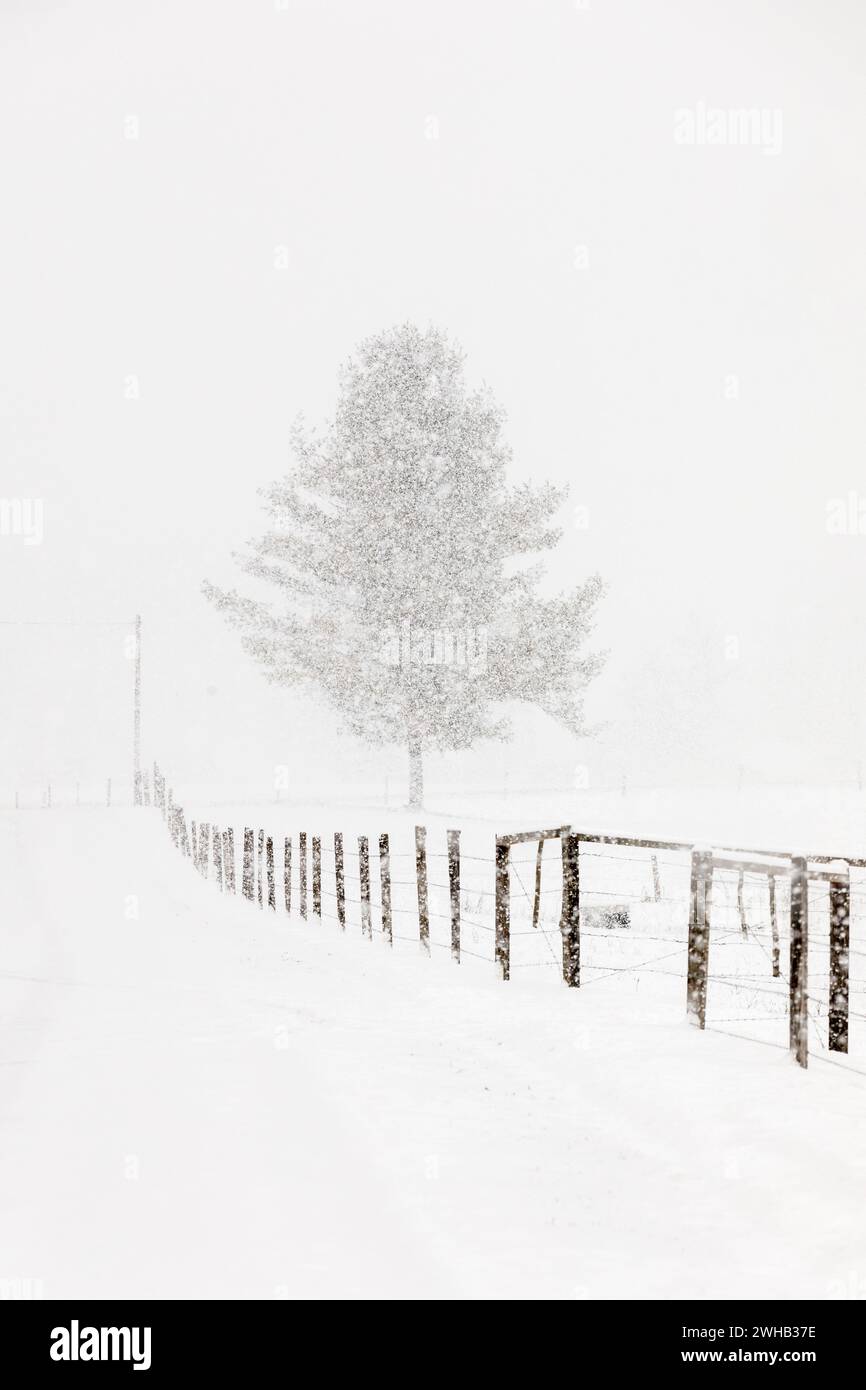 Snowing in January, in rural farm country, Mohawk Valley, New York State, USA. Stock Photo