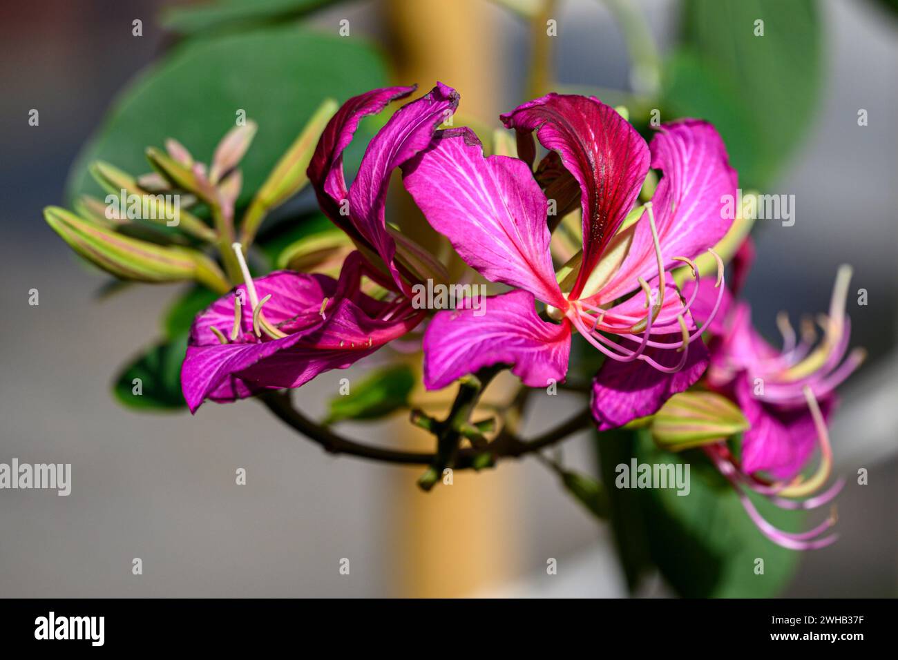 Bauhinia variegata is a species of flowering plant in the legume family Fabaceae, Common names include orchid tree and mountain ebony Stock Photo