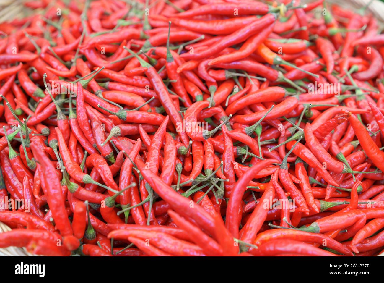 A close-up shot of a basket overflowing with vibrant red chili peppers, symbolizing heat and flavor in culinary uses Stock Photo