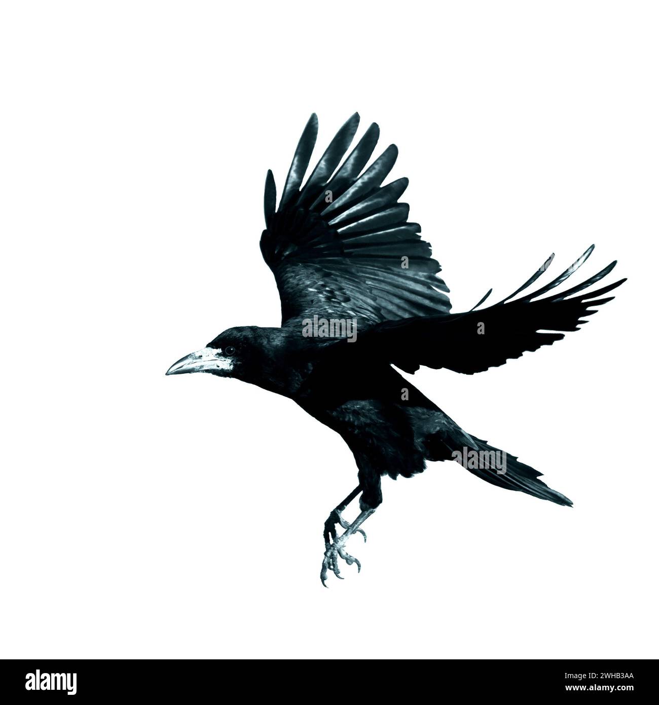 Rook Corvus frugilegus flying black bird isolated on white background Stock Photo