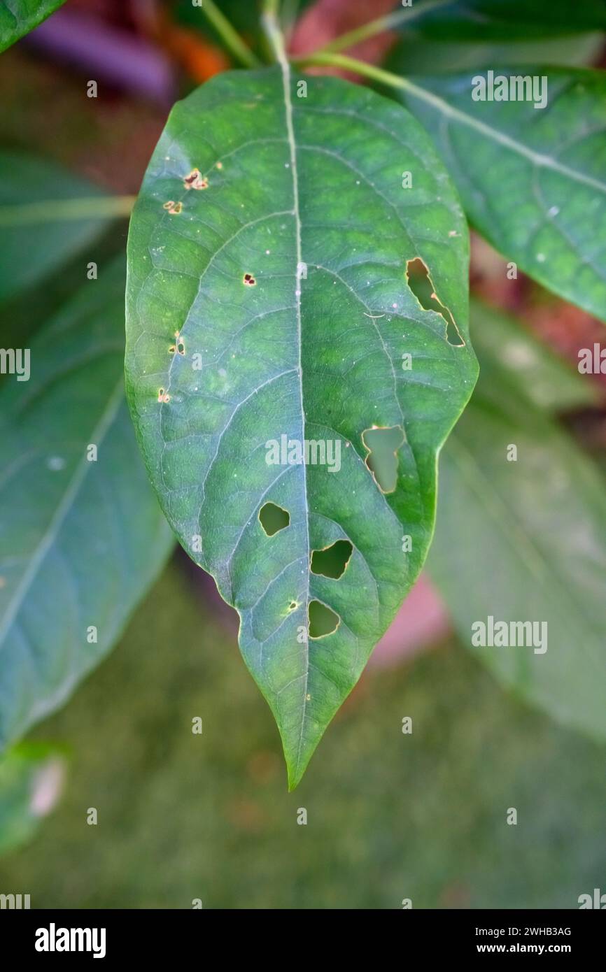 Avocado leaf damaged by a caterpillar Stock Photo