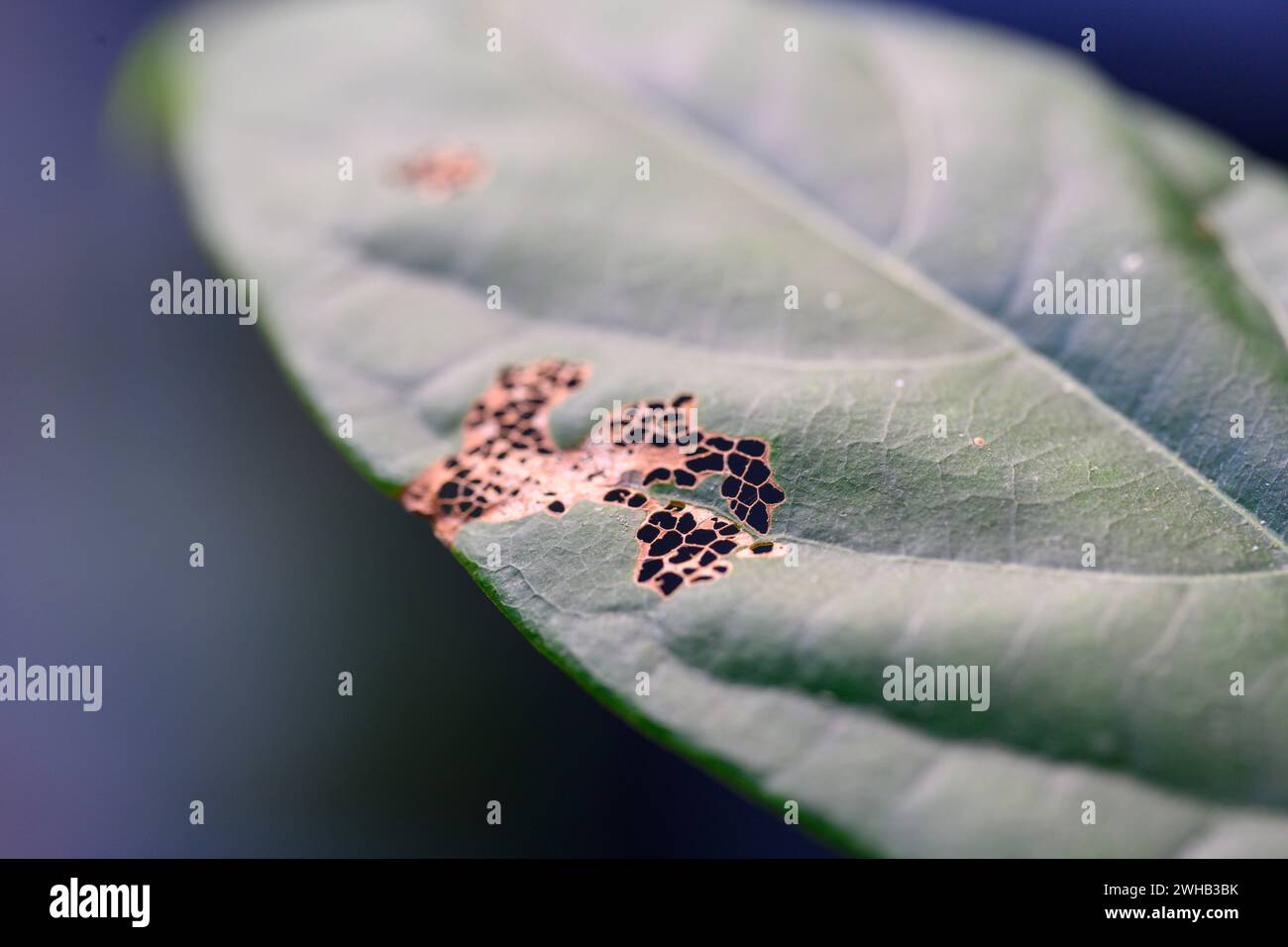 Damaged Avocado leaf Stock Photo