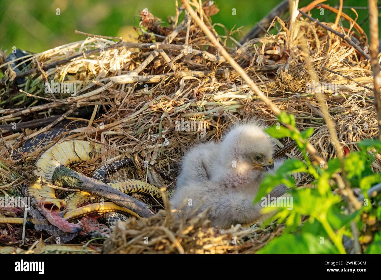 Nestlings nest raptor predator bird of prey hi-res stock photography ...