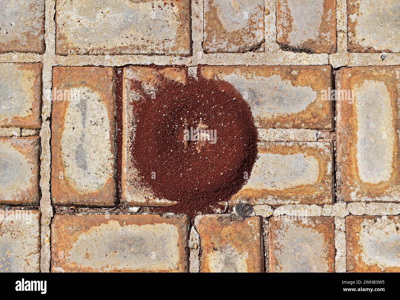 Anthill on sidewalk with concrete blocks Stock Photo