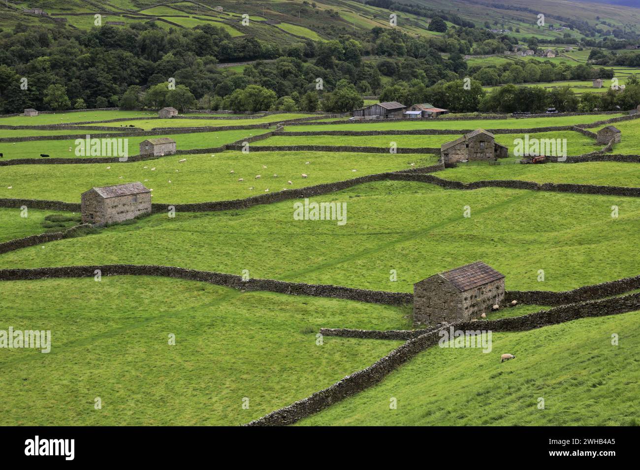 Goonercide Stone barns and sheep at Gunnerside village, Swaledale; Yorkshire Dales ...